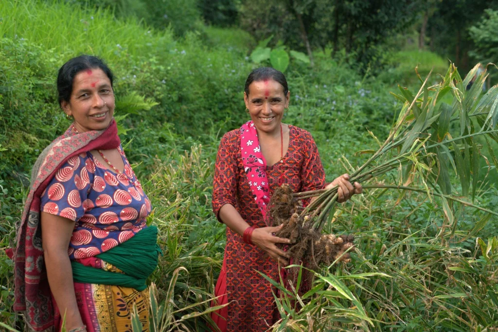 woman harvesting ginger in Nepal