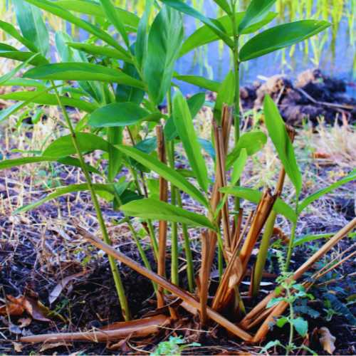 Ginger plant