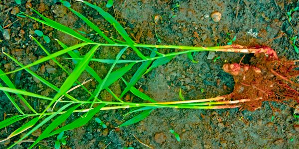 Ginger Plant