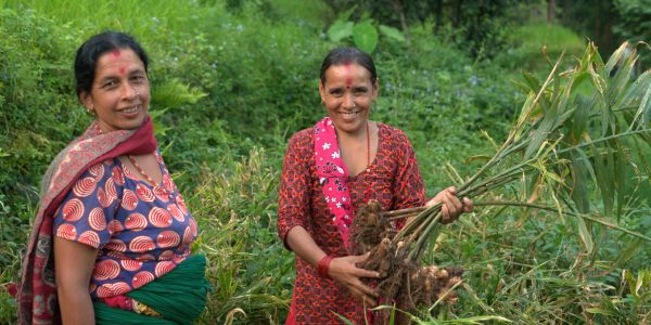 Ginger farmers in Nepal