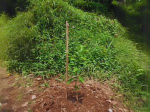 Saplings planted for the afforestation