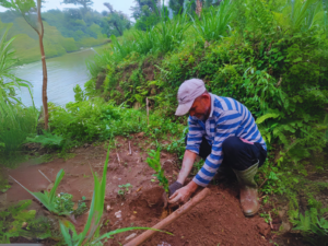 Farmer preparing to plant saplings