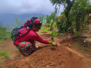 A women planting sapling