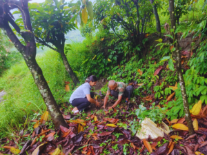 Preparing to plant saplings