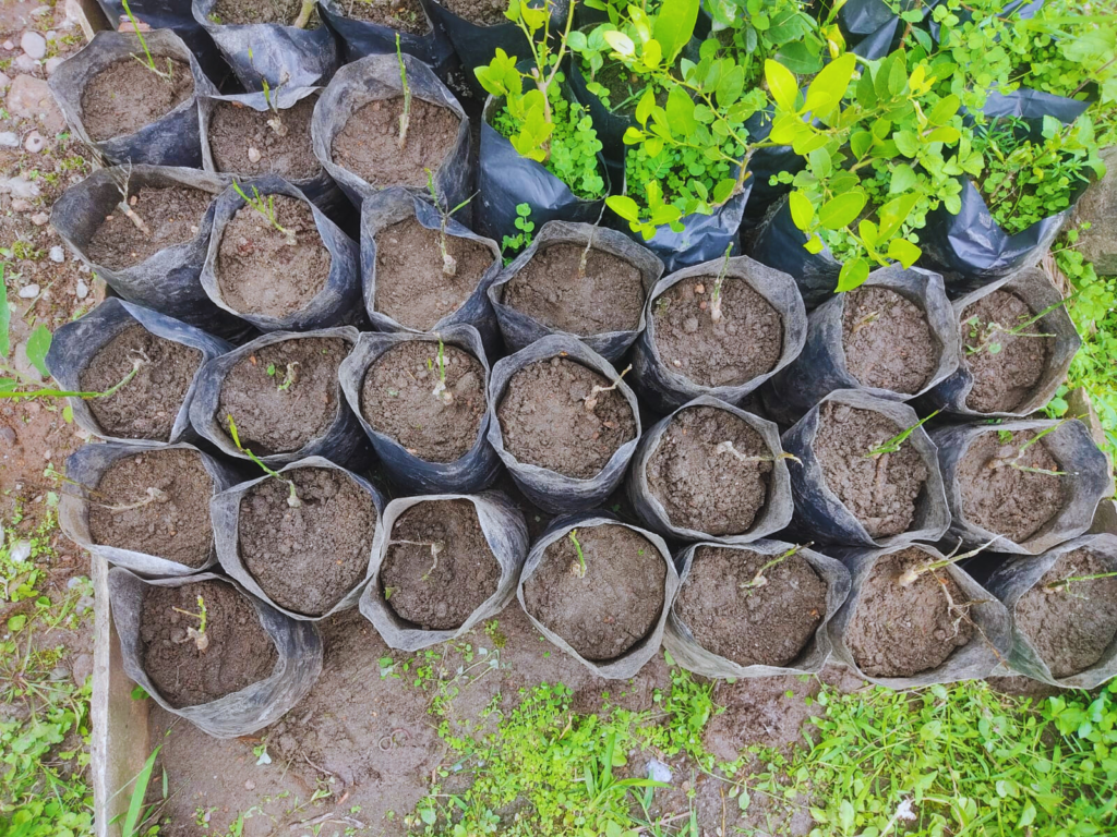 Saplings for Afforestation Program