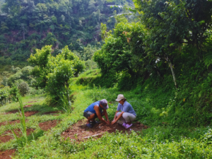 Sapling plantation